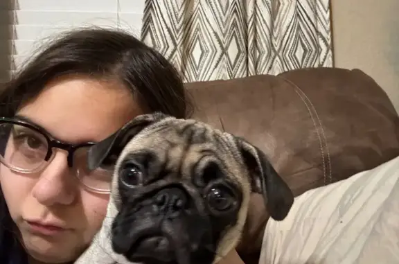 Lost pets Arlington, photo: Lost Fawn Pug: Playful & Loving in Arlington