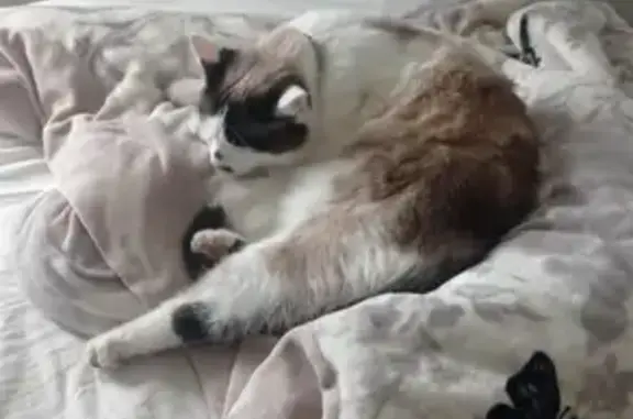 Animaux perdus , photo: Chatte beige perdue, boîte patte arrière
