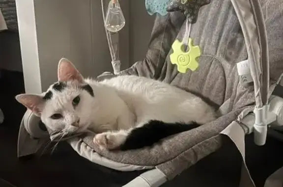 Chat perdu : blanc avec queue noire, craintif - photo