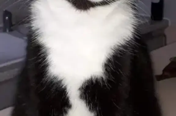 Chat perdu sans collier à Bléré - photo