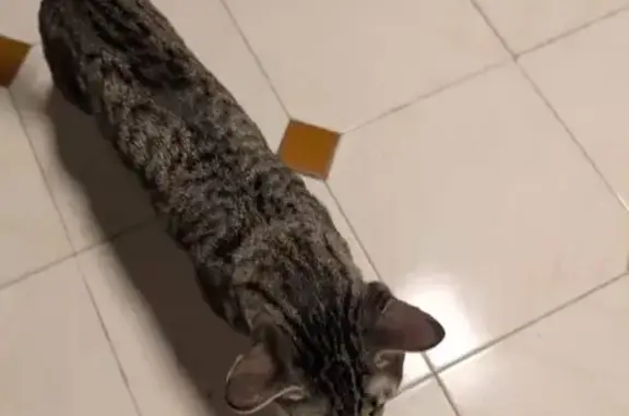 Búsqueda de mascotas, foto: Gato Atigrado Joven Encontrado en Alcorcón