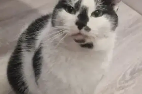 Animaux trouvés Gex, photo: Chat trouvée à Gex, contactez-nous