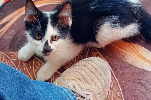 Found cat Playford, photo: Lost Cat Found: Hungry & Dirty in Playford