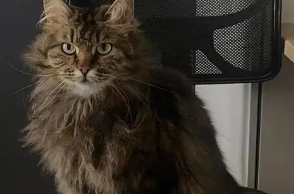 Lost: Friendly Siberian Tabby in Hume