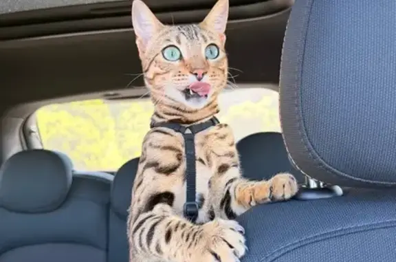 Missing cat Cape Town, photo: Lost Cat: Brown Spots, Green Eyes - CT