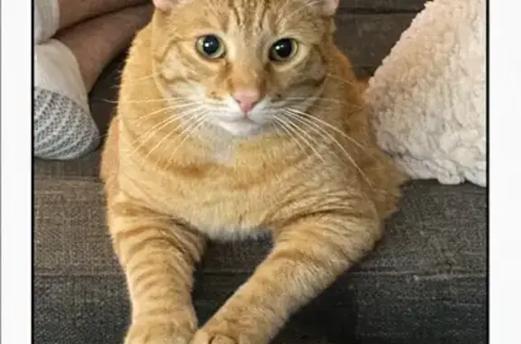 Lost pets Largo, photo: Lost Cat Tigger: Playful & Food-Loving