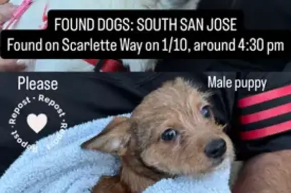 Found pets San Jose, photo: Found Chihuahua Mix on Scarlett Way, SJ