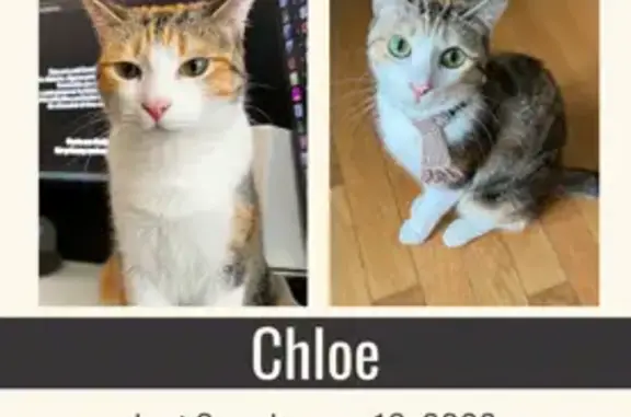 Lost and found pets Atlanta, photo: Lost Calico Cat: Small, 2 Yrs, Roswell Rd