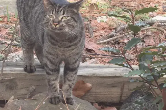 Lost and found pets Little Rock, photo: Found: Friendly Grey Tabby on W 4th St