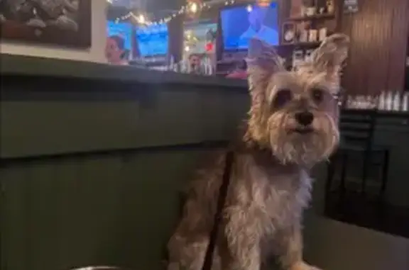 Lost and found pets , photo: Lost dog