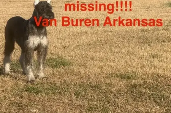 Missing: Grey Dog 'Pepper & Salt'