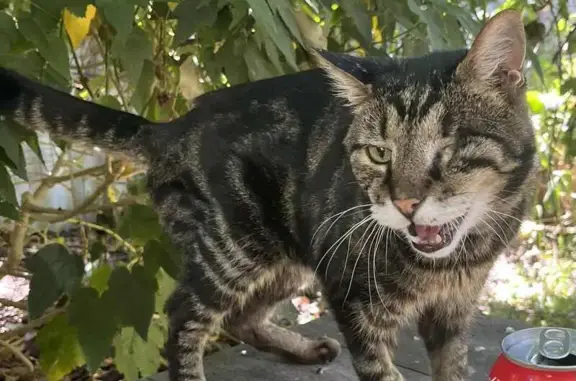 Missing: 17-Year-Old One-Eyed Tabby