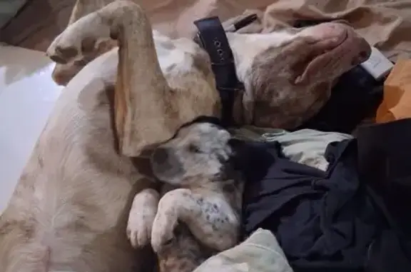 Lost Husky Mix & Black Lab on CR 410