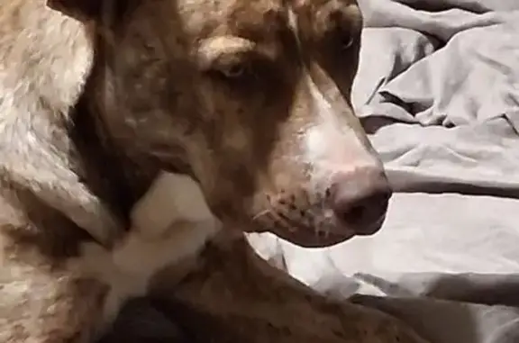 Lost Husky Mix & Black Lab on CR 410