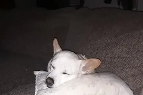 Lost: Elderly Golden Dog, Burghill Area