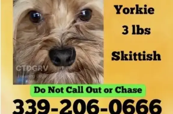 Missing dog , photo: Lost dog