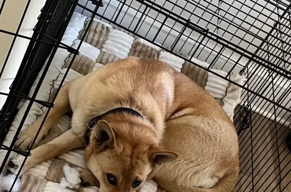 Cinnamon Wolf-Like Dog Lost in Bridgeton - photo