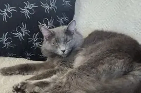 Lost cat, North Las Vegas