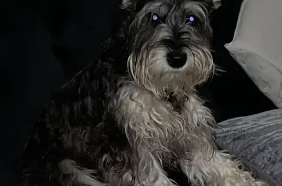 Missing dog , photo: Lost dog