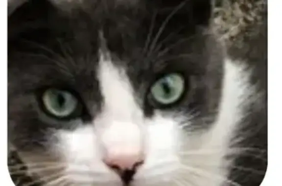 Missing cat , photo: Lost cat