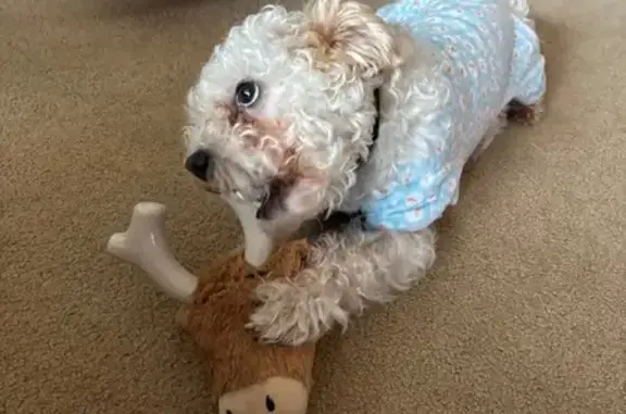 Lost Dog in Crown Point: Black & Grey Collars