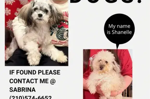 Lost pets San Antonio, photo: Fluffy Lost Dog in Lowell Landing, SA