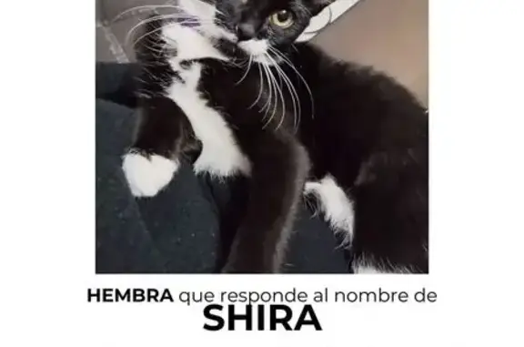 Animales perdidos , foto: Gata Perdida: Blanca con Mancha en Barbilla