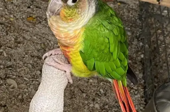Lost Green Cheeked Conure: Eugene!
