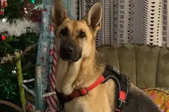 Found Dog in Wendell, NC - Contact Us! - photo