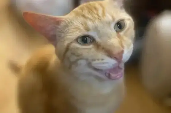 Missing cat Parramatta, photo: Lost Ginger Cat: Orana Place, Parramatta