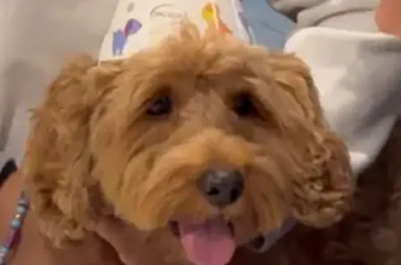 Lost pets , photo: Lost Tan Dog: Bailey, Needs Medication