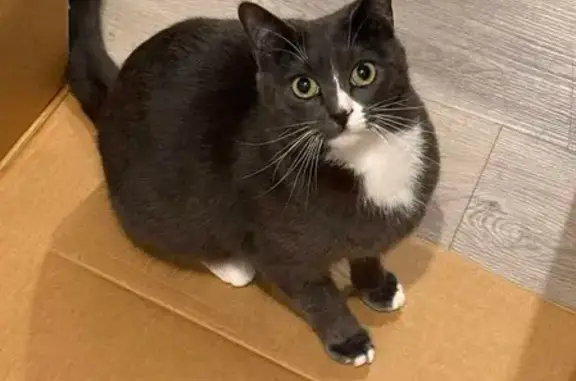 Lost pets Moonee Valley, photo: Lost Tuxedo Cat Nori in Moonee Valley