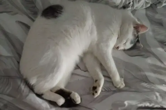 Chat perdu, , photo: Chat perdu à Marnoz, aide recherchée
