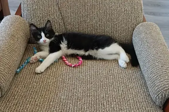 Lost 4-Month-Old Black & White Cat, Tea Tree