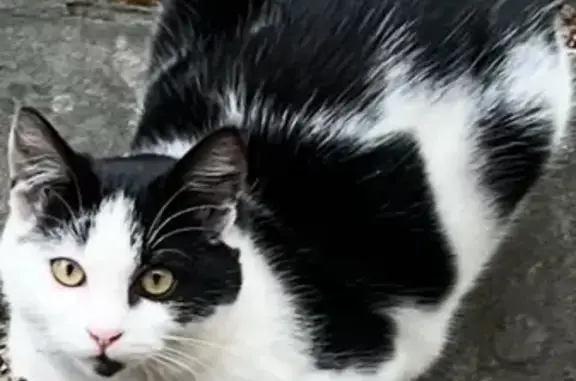 Missing cat , photo: Missing: Friendly Black & White Cat