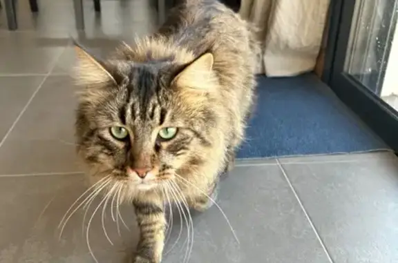Chat perdu, Drefféac, photo: Chat perdu : Maine Coon gris et fauve