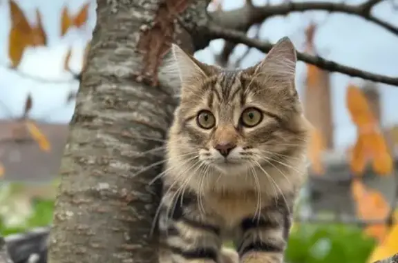 Chat perdu, Combs-la-Ville, photo: Chatte tigrée perdue à Combs-la-Ville