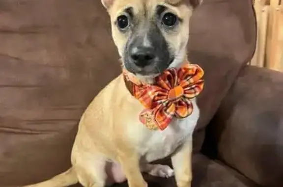 Lost Tan Terrier Mix Puppy in Tulsa!