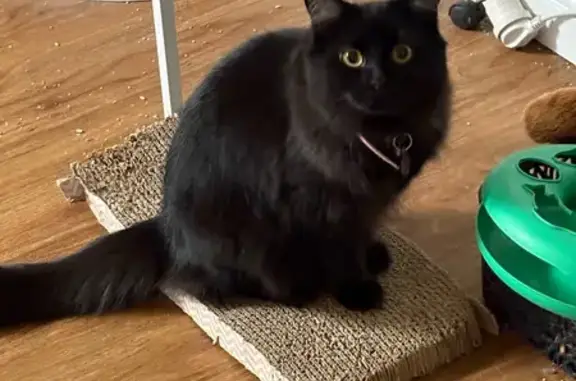 Lost: Shy Black Cat Luna in Ipswich