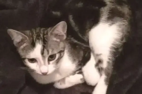 Animaux perdus Fleurey-sur-Ouche, photo: Chaton perdu à Fleurey-sur-Ouche