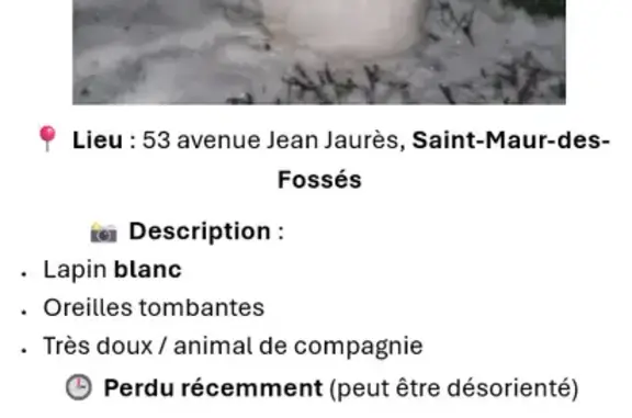 Perdu : Lapin blanc doux à St-Maur-des-Fossés - photo