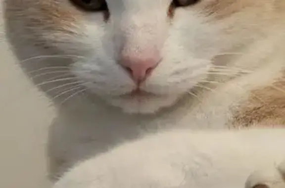 Chatte perdue: rousse/blanche, sociable - photo
