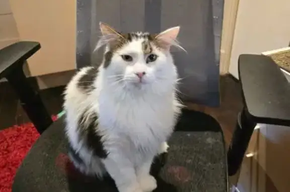 Lost pets Melbourne, photo: Lost Black & White Persian Cat - Melbourne