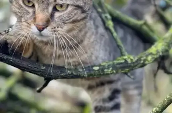 Chat tigré perdu, répond à Léo, Vaucouleurs - photo