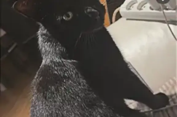 Animaux perdus Guipavas, photo: Chat noir perdu, collier rose, Guipavas