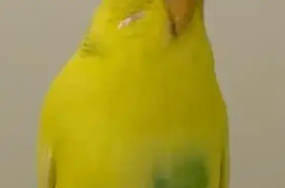 Lost pets Perth (WA), photo: Lost Bird Near East Perth's Royal Street