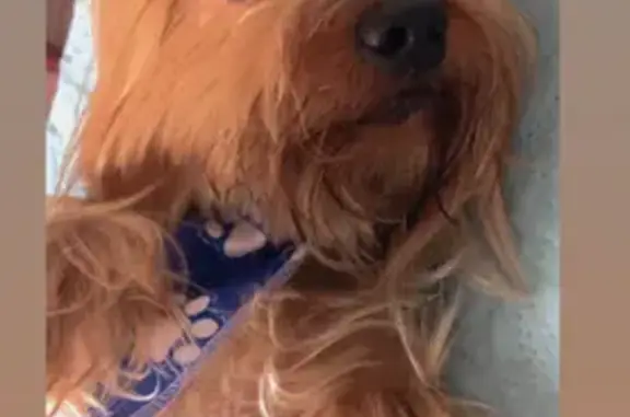 cachorro desaparecida