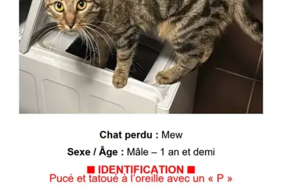 Animaux perdus , photo: Chat perdu, Route de Versailleux 371