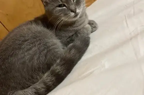 Lost Cat: Grey/White, Green Eyes, Sassy - photo