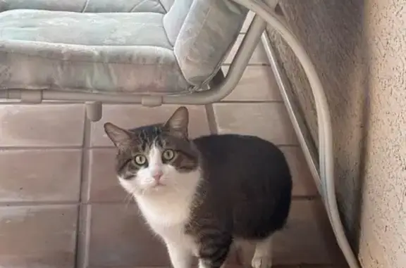 Found cat Surprise, photo: Friendly Black & White Cat Found, Surprise